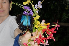 0666 Butterfly Sanctuary Kuranda